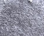 ipCELLCULTURE™ spårbundna membranfilter